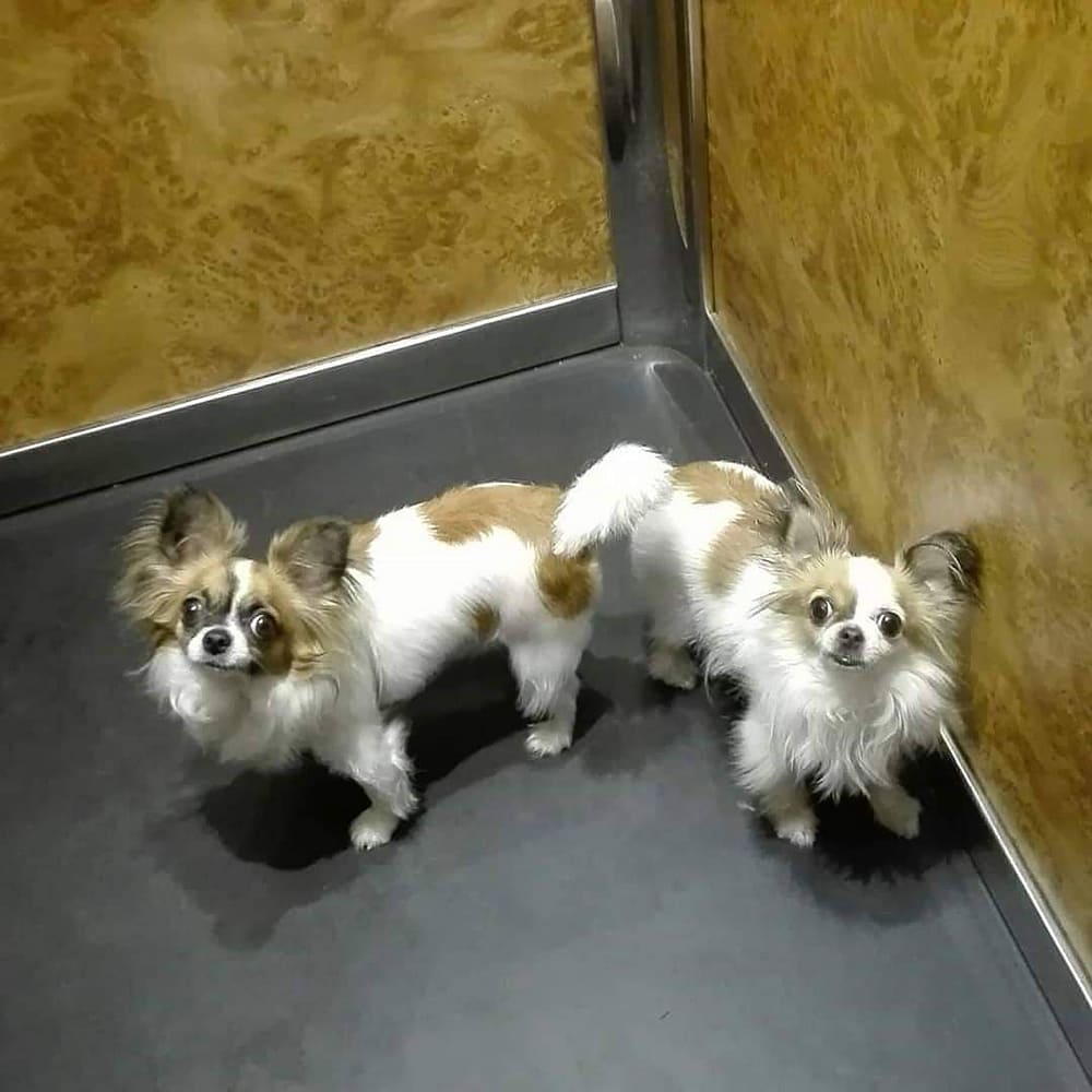 inbound2032964841760082036