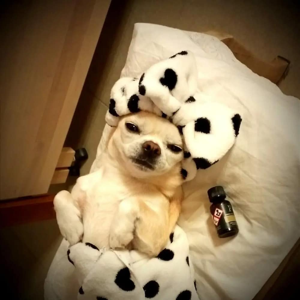 inbound7006690573761910385