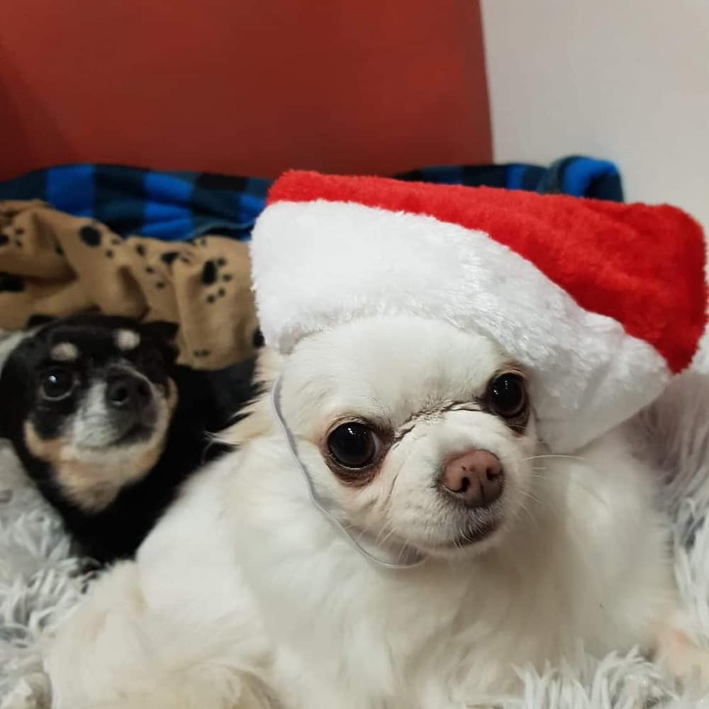 inbound7741082728294200373