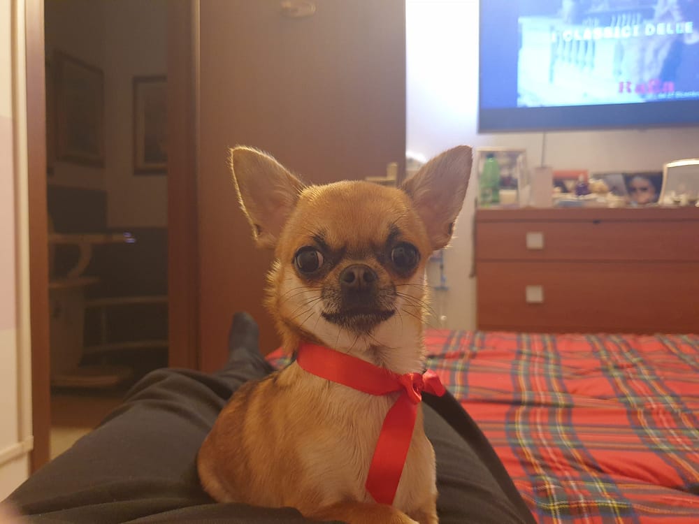 inbound797066237404086941