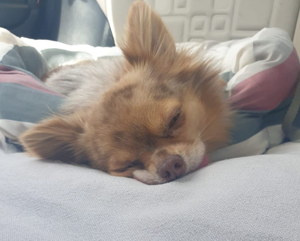 inbound8572491387065703241