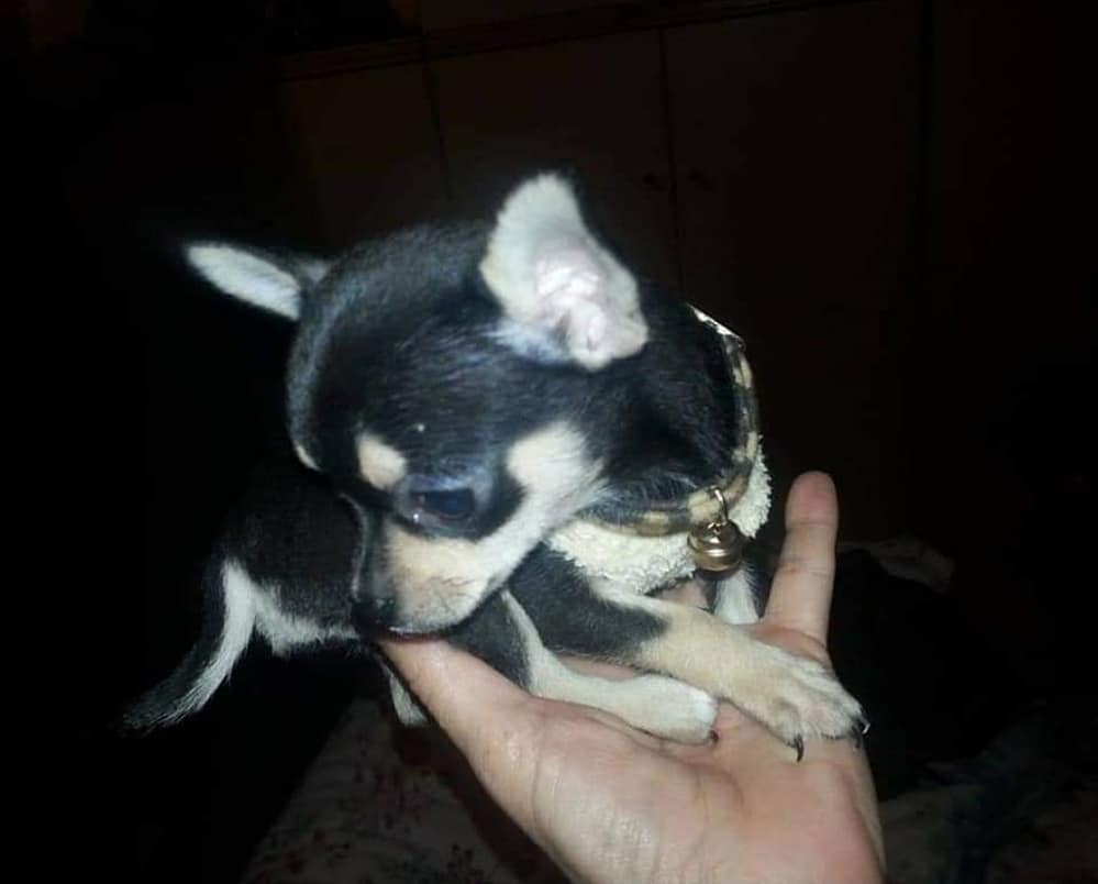 inbound8751007473350030229