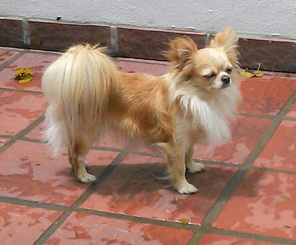 IMG 20141231 125205 419 1 Original