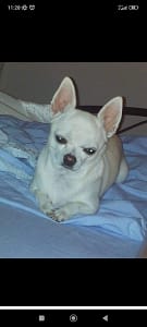 inbound6894328220276052916