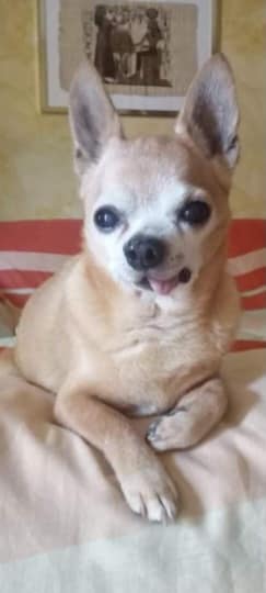 inbound4472210582352231632