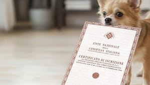 Pedigree del Chihuahua: Guida Completa al Certificato Ufficiale ENCI e alla Genealogia