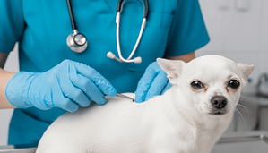 Piroplasmosi nel Chihuahua: Come Proteggere il Tuo Cane dalle Zecche e dai Parassiti