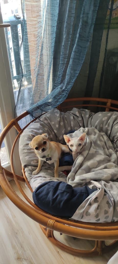 inbound4688226325398238391