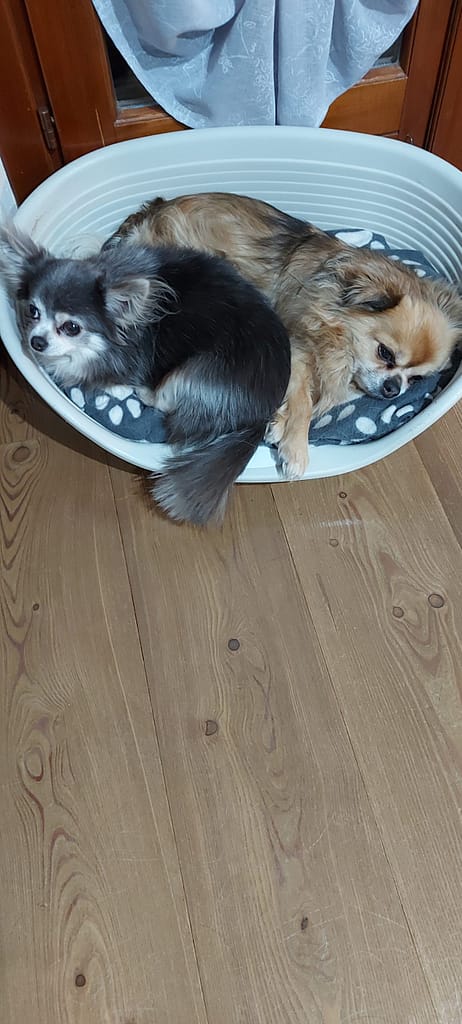 inbound7996221719094782622