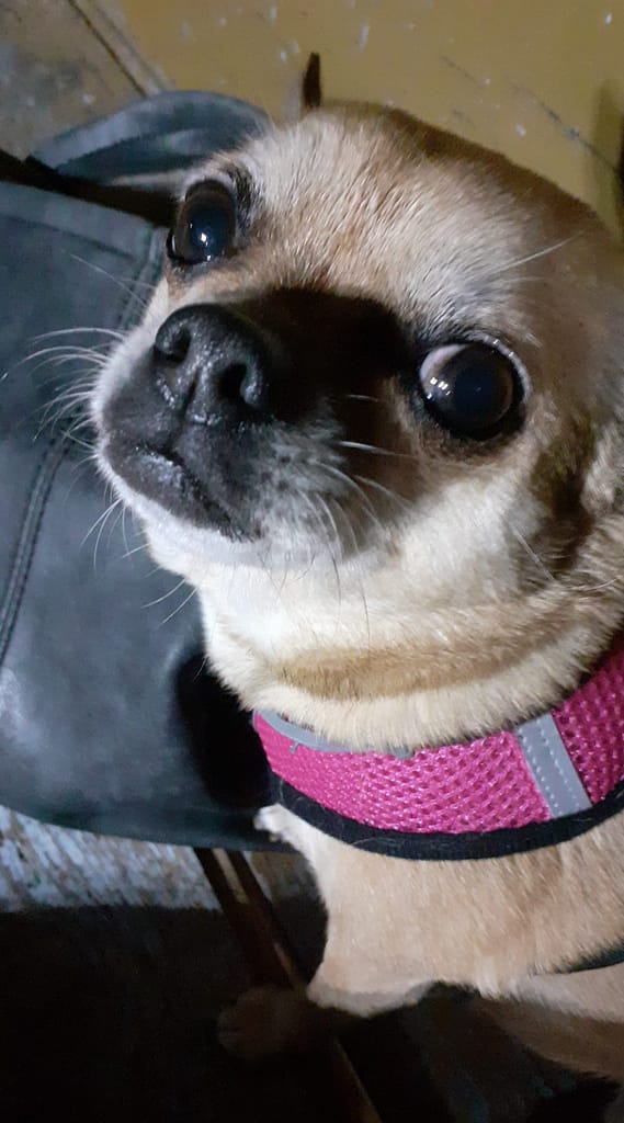 inbound8029581951386238315