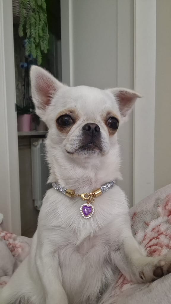 inbound3212115847947498139