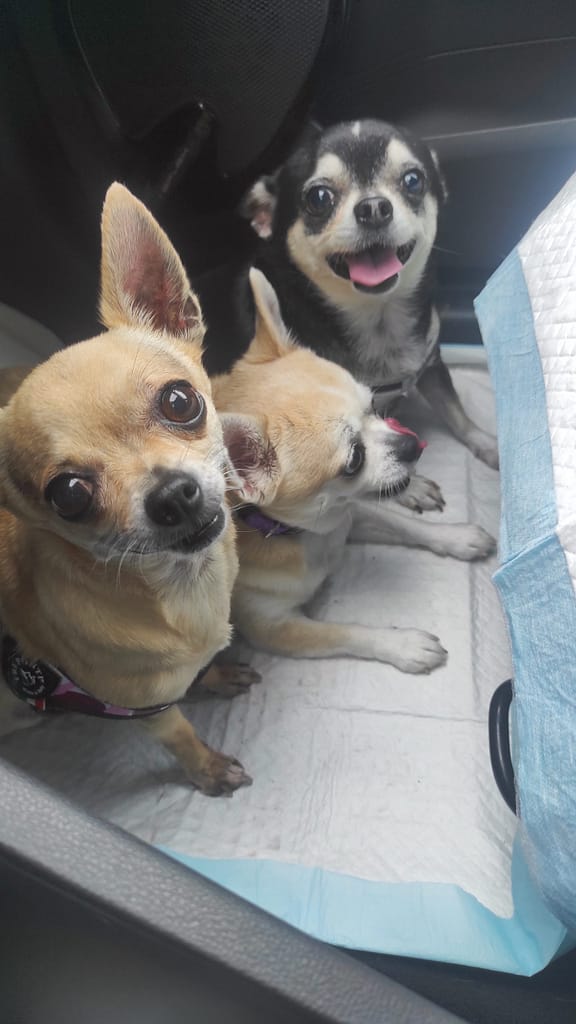 inbound8209845235547127889