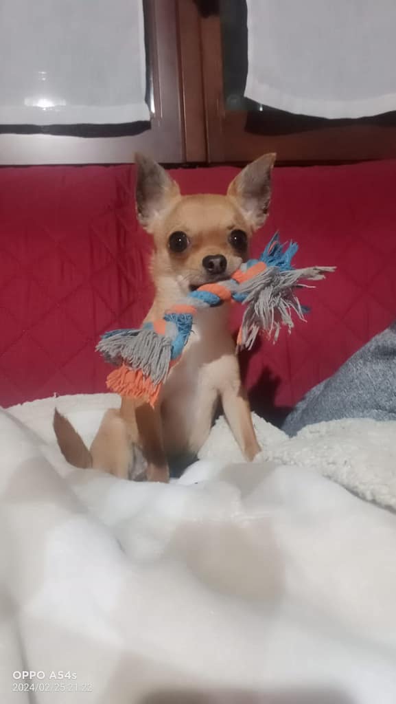 inbound6170744990117061005