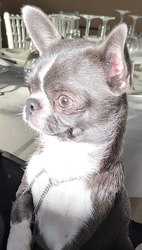 inbound8129843374801585832