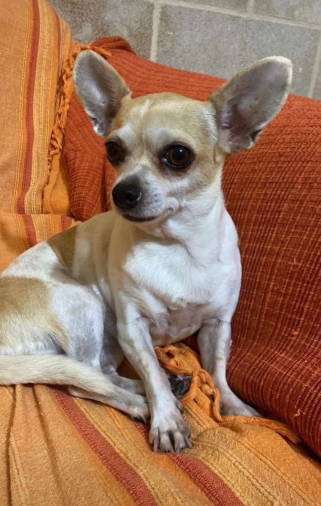 inbound47864503445650171