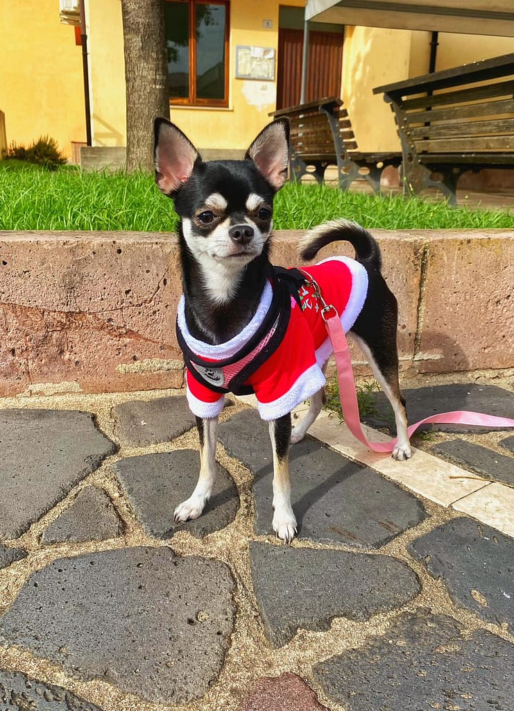 inbound6706499723787980176