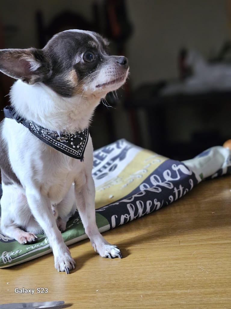 inbound2471274090296625731