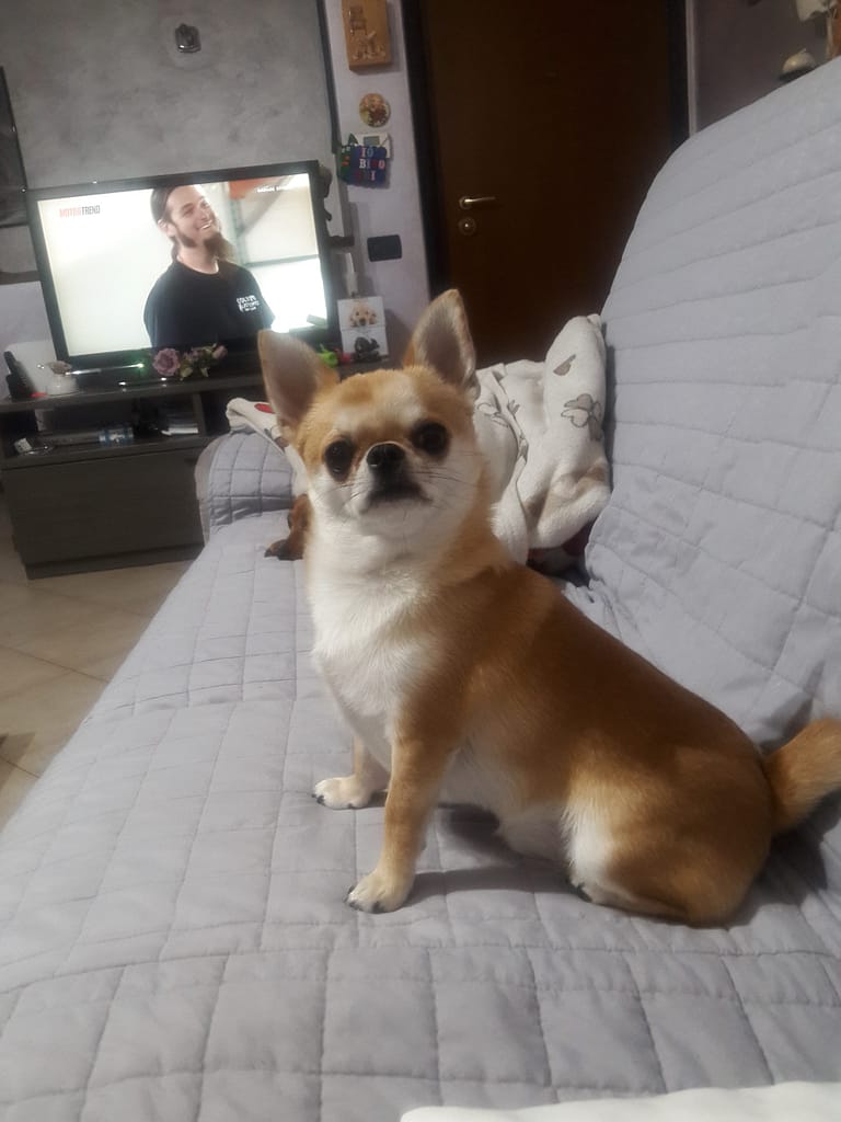 inbound4235575668951938163