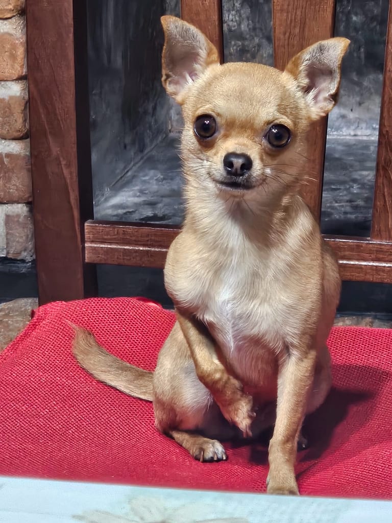 inbound4466308689382588792