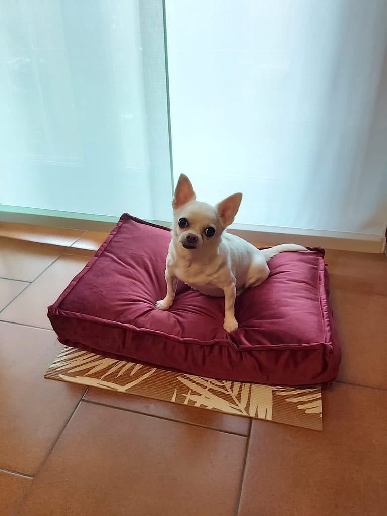 inbound6924839155822831834