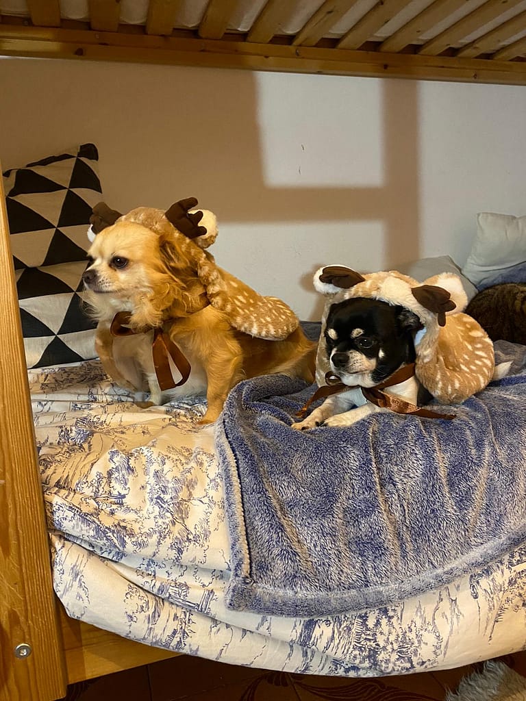 inbound8660049975348005364