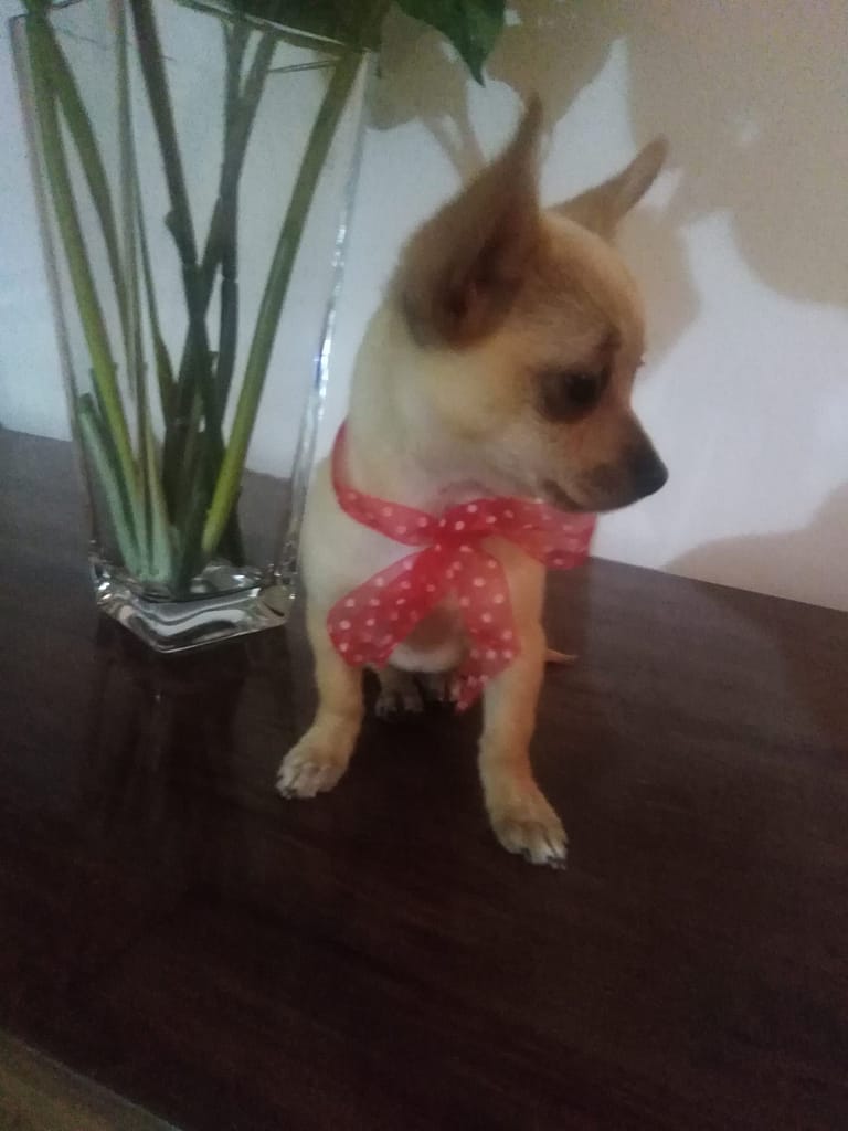 inbound9145517071643034887