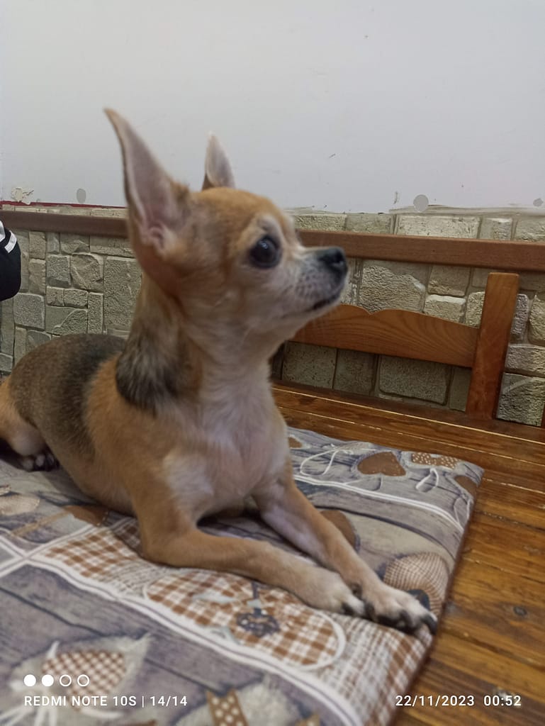 inbound8297650303347667719