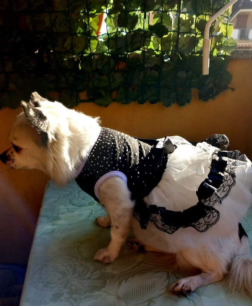 inbound1885185975227046853