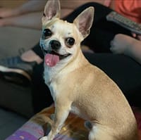 Pepe 2 inbound3946124338602954915