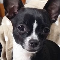 Ariel e Aron 10 Ariel e Aron