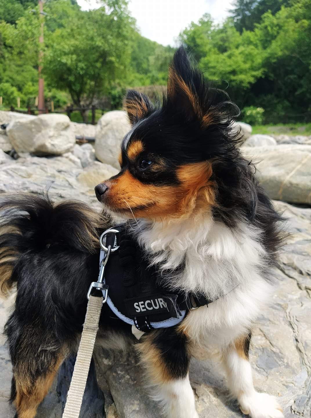 Giotto 1 inbound5153125598984183946