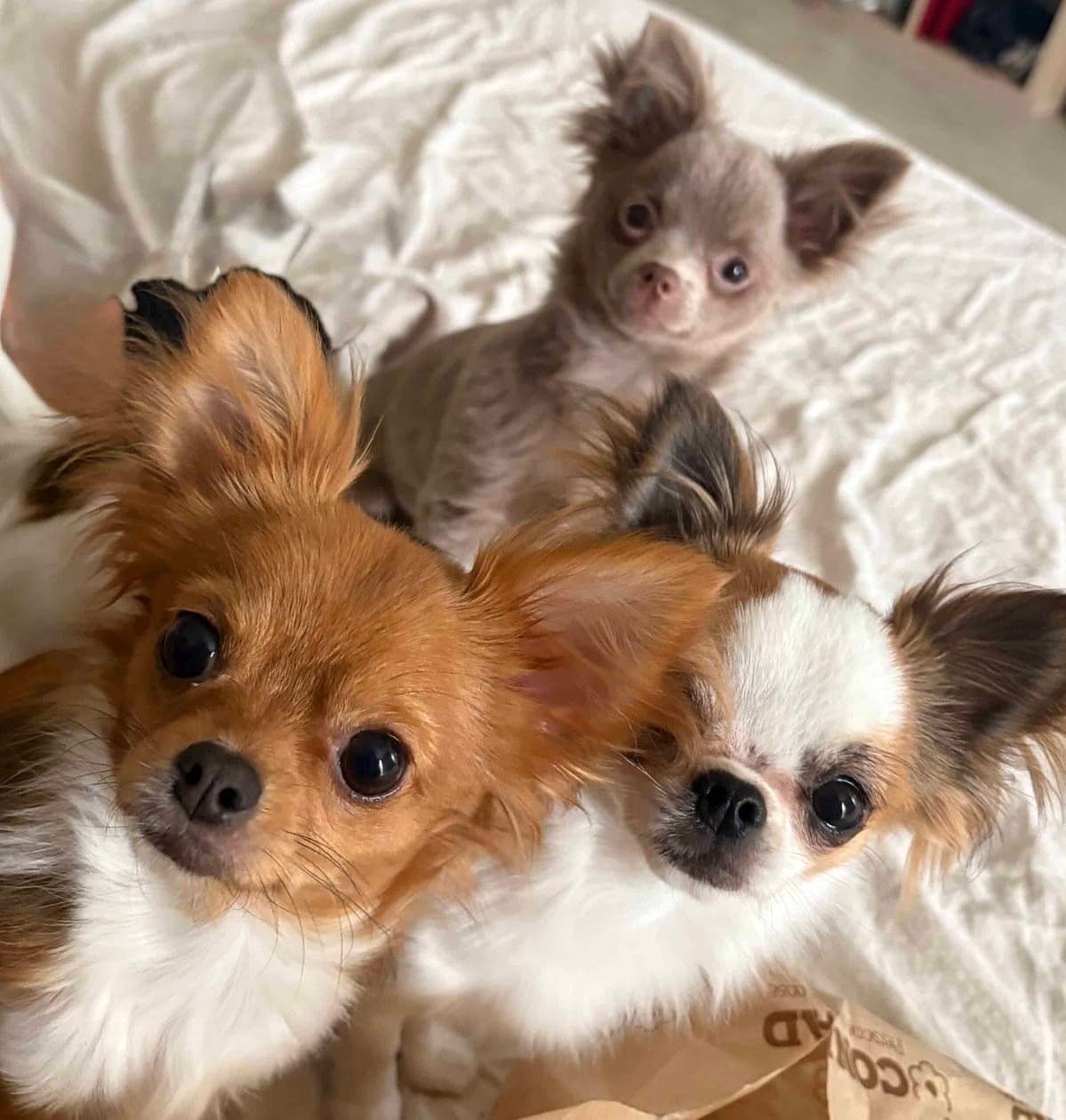 Stitch, lilo e jumba