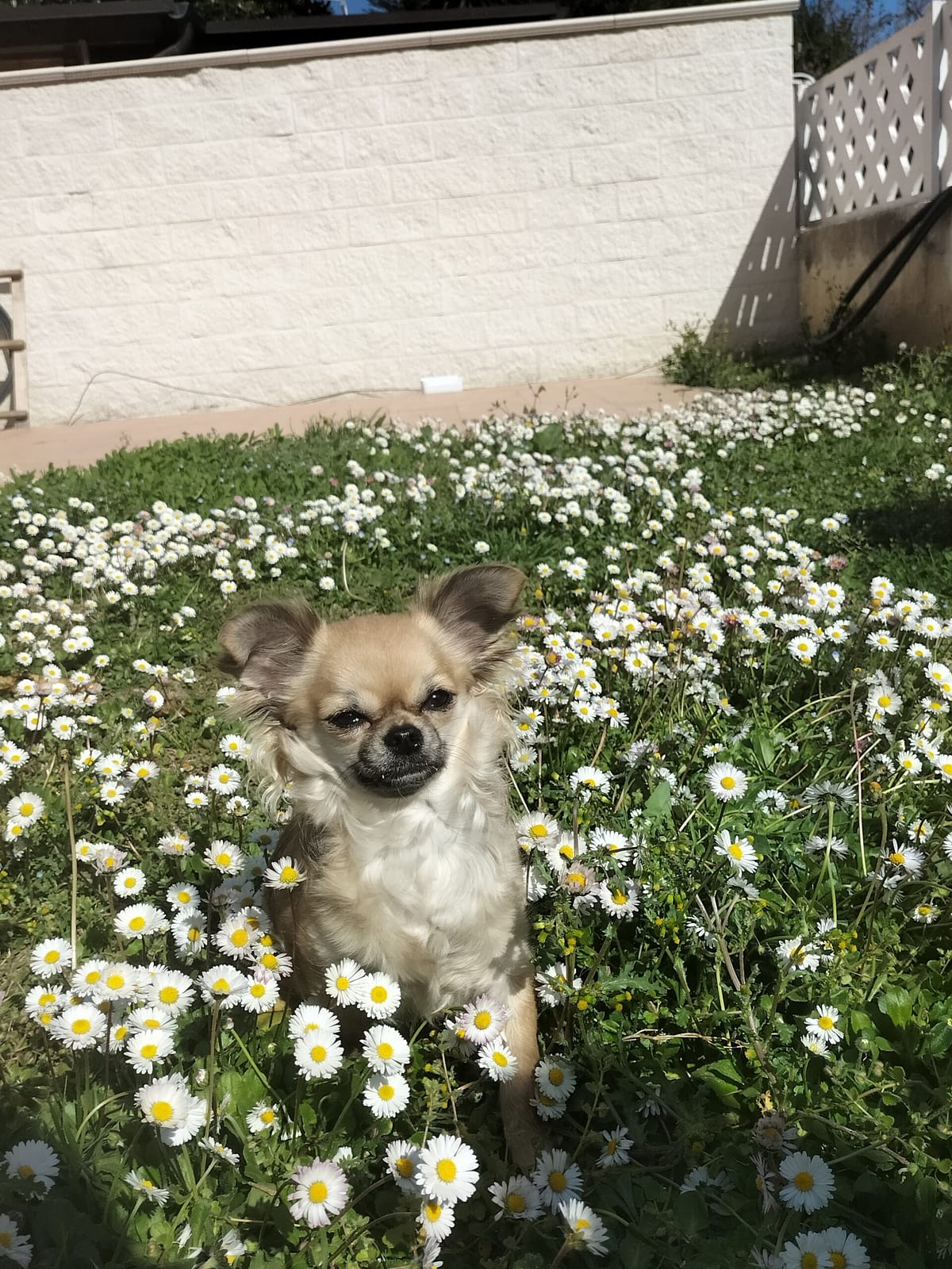 Zoe 1 inbound1290490283196557612