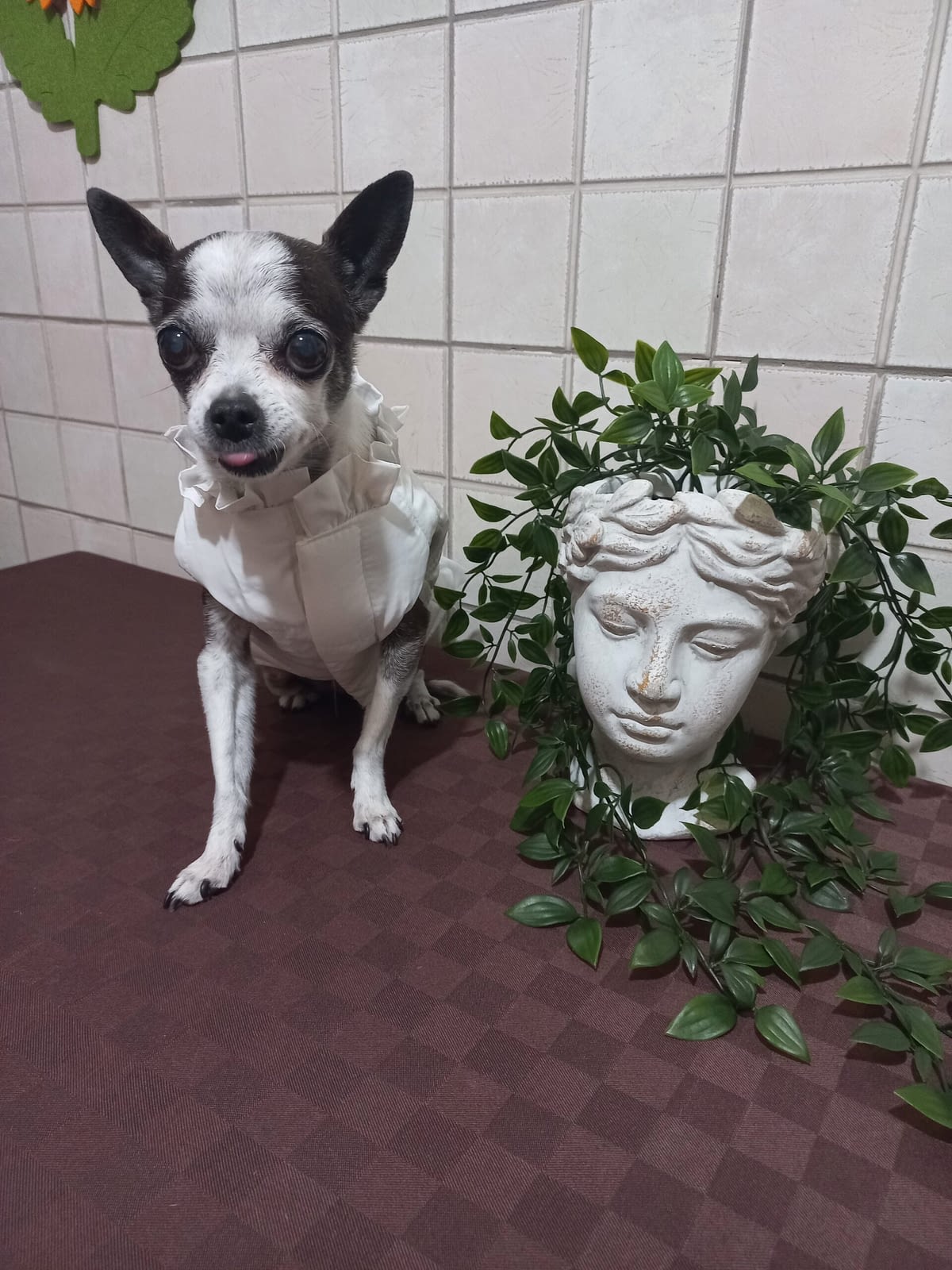 HOSHI 1 inbound4173209711303780008