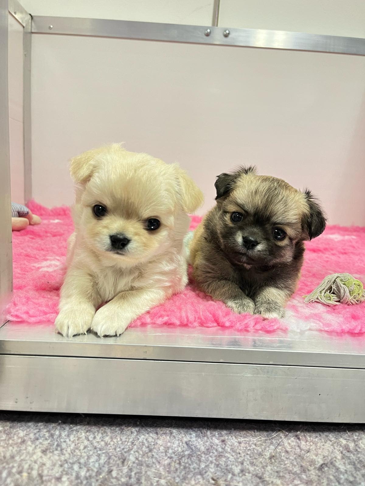 Axel, Attila 1 inbound6367133264437434954