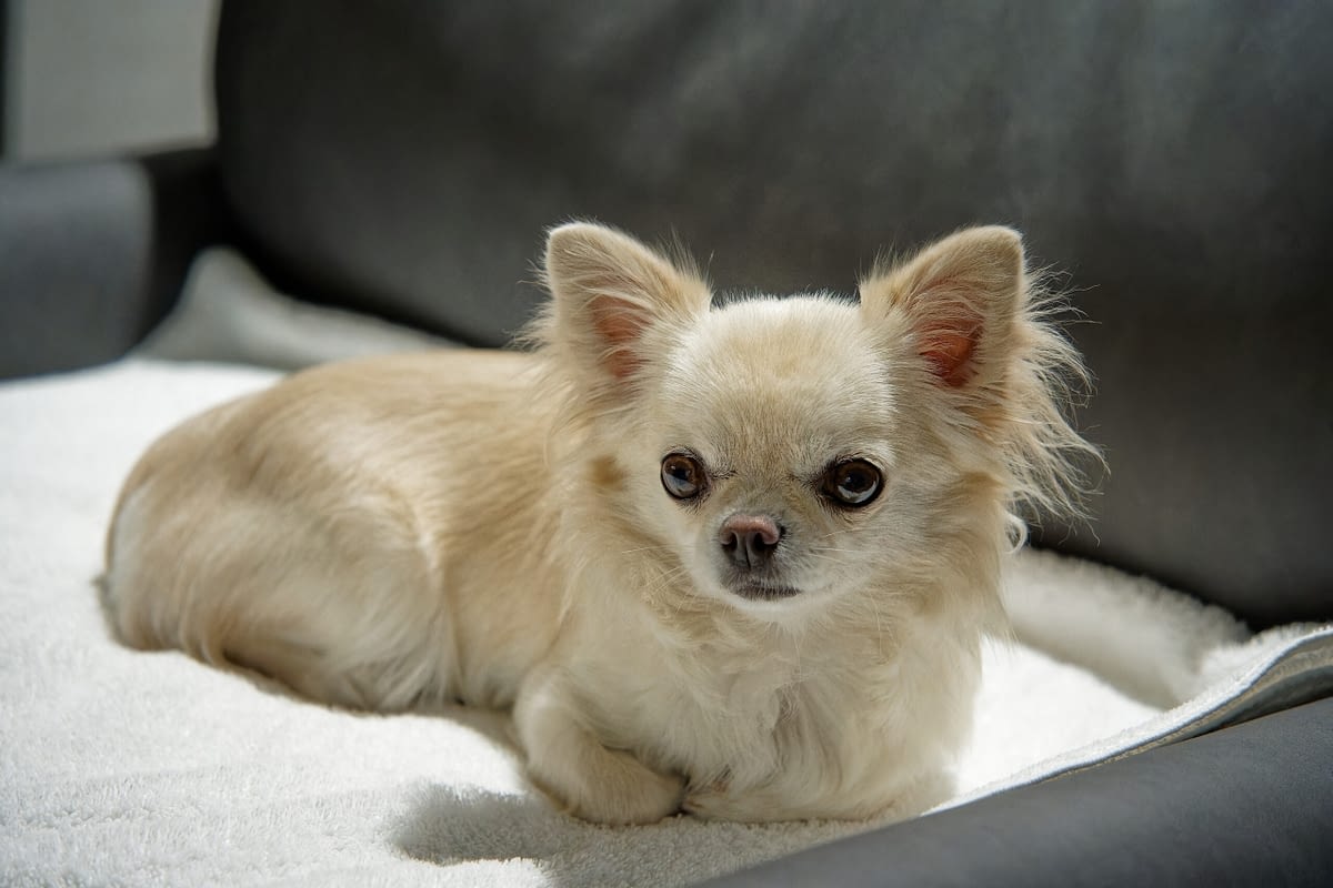 Wendy 1 2205B96C 1BD0 4620 8ECA DAD2FC11405FDSC02671 Sony DxO