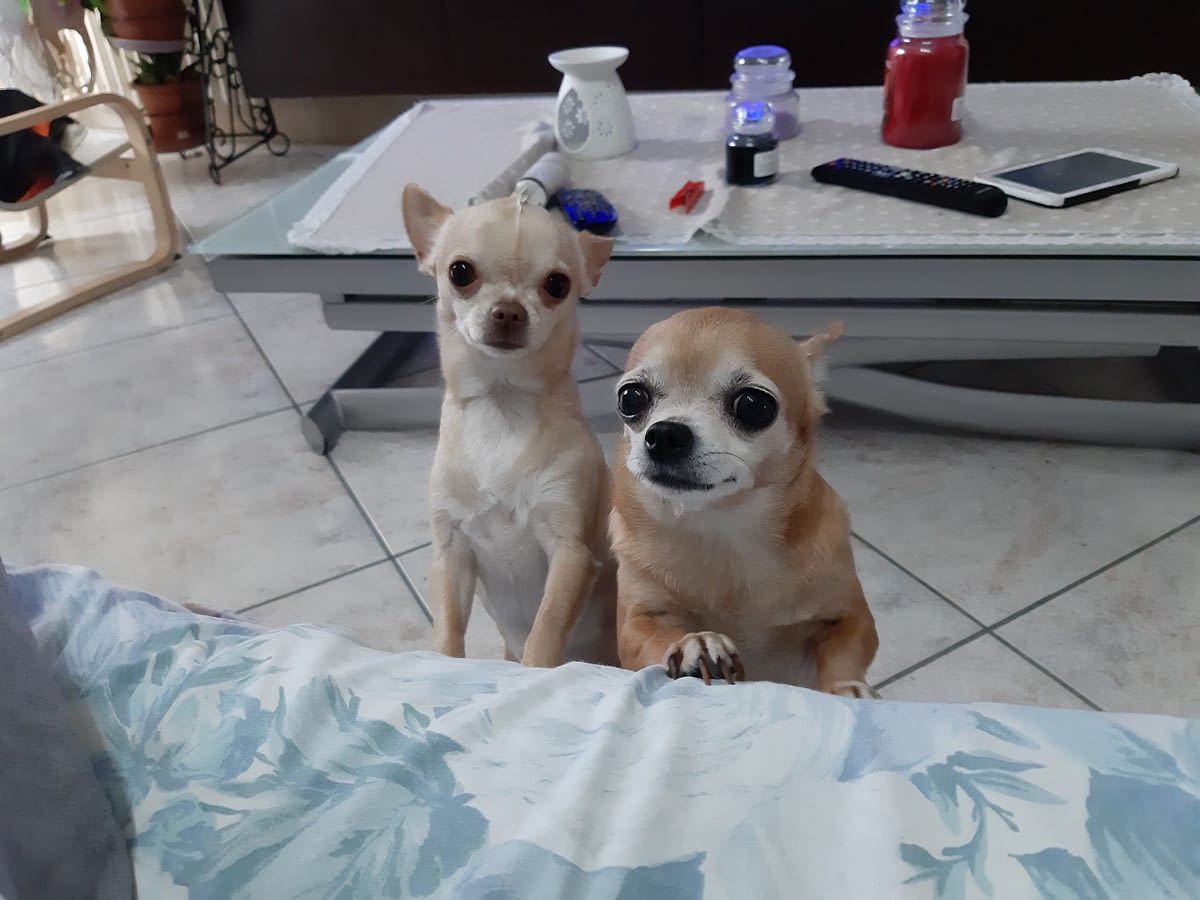 Milu, Schila 1 inbound2468512223790662337