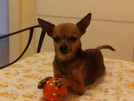 inbound2400016239415533096