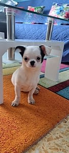 BOLT 154 a4b74b62 c27b 41a4 9798 caead474020e