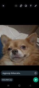 NATALINO 376 inbound1432384134576329782