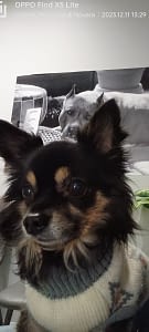 Spriz 189 inbound7308200167468413749