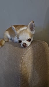 PEPE 56 IMG 20251015 WA0068 scaled