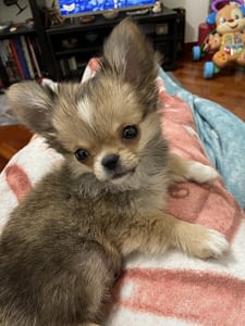 Spritz 336 22118D2F 8215 40BD 9360 7ACF9C74E4A1