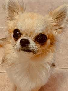 Maya 320 7DFA5BC5 BB31 4AFD B623 E2645CC9898C