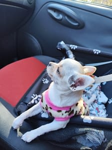 Lucy 415 inbound3402439920807774246