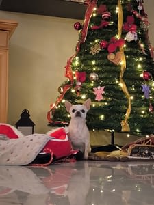 Chico 3 inbound4669086775901362224 scaled