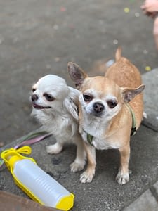 Ray e Lucy 49 inbound7639427325549704533