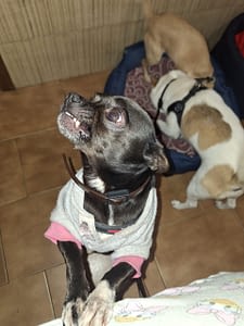 Black 307 inbound9156016300506949252