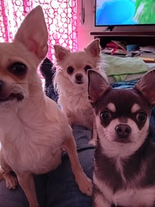 Odin, Umbria, kika, 342 inbound941340518058583696