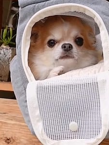 vicky 12 inbound3510457762132716517